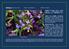 GRASILLA ( Pinguicula mundi ). FAMILIA: Lentibulariaceae GÉNERO: Pinguicula