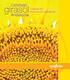 El jopo en girasol. plantas parásitas. (Orobanche cumana) Principios básicos agronómicos para el manejo de jopo Prevenir la infección de los campos
