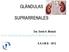 GLÁNDULAS SUPRARRENALES