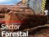Programa de Inversión Forestal en Perú Términos de Referencia Tercera Misión Conjunta Lima, 18 al 22 de febrero 2013