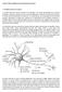1. El tejido nervioso: la neurona