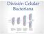 División Celular Bacteriana