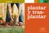 plantar y trasplantar