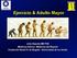 Ejercicio & Adulto Mayor. John Duperly MD PhD Medicina Interna - Medicina del Deporte Fundación Santa Fe de Bogotá - Universidad de los Andes