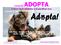 Campaña ADOPTA A favor de la adopción y el sacrificio cero y contra la venta comercial y el abandono de mascotas