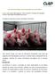 Uso de biotecnología como herramienta en la porcicultura