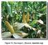 Cultivos Tropicales ISSN: 0258-5936 revista@inca.edu.cu Instituto Nacional de Ciencias Agrícolas Cuba