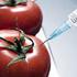 Análisis de la Presencia de Organismos Genéticamente Modificados en Muestras de Alimentos