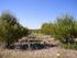 La forestación de tierras agrícolas en Castilla-La Mancha