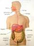 El aparato gastrointestinal comprende desde la boca hasta el ano, incluye varios órganos con diferentes funciones, separados por esfínteres gruesos.