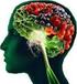 Alimentos que necesita el Cerebro