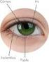 El ojo es un instrumento óptico que proyecta las imágenes del mundo exterior