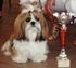 SHIH TZU. FEDERATION CYNOLOGIQUE INTERNATIONALE (AISBL) SECRETARIAT GENERAL: 13, Place Albert 1 er B 6530 Thuin (Belgique) 24.06.