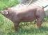 El Cerdo Criollo en el Caribe y Latinoamérica