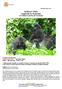 GORILA TREK (Uganda & Ruanda) Los últimos gorilas de montaña