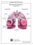 LECCIÓN 1 Conceptos básicos del asma