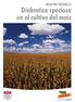 BOLETÍN TÉCNICO. Diabrotica speciosa en el cultivo del maíz
