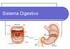 Etapas del proceso digestivo