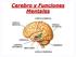 Cerebro y Funciones Mentales