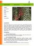 Falso pimentero. Schinus molle L. Peruvian peppertree. División. Spermatophyta. Clase. Magnoliopsida. Orden. Rutales. Familia.