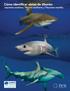 Cómo identificar aletas de tiburón: Jaquetón oceánico, Tiburón sardinero y Tiburones martillo