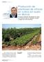 Producción de plantones de cítricos en cultivo sin suelo en Murcia