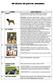 40 Clases de perros comunes