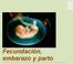 Fecundación, embarazo y parto