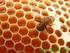 Miel y cultivos transgénicos en México: imposible coexistencia?