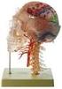 Anatomía Humana II (Esqueleto de la cabeza y Neuroanatomía. Desarrollo embriológico)