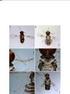 El género Aphytis Howard (Hymenoptera: Chalcidoidea: Aphelinidae) en México, clave de especies y descripción de una especie nueva