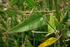 Hojas: generalmente opuestas, decusadas, a menudo compuestas, con un folíolo en las hojas de las trepadoras, transformado en un zarcillo.