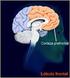 1. Neuropsicología de la corteza prefrontal y funciones ejecutivas: una visión panorámica