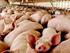 Importancia fisiologica de los aminoacidos en la nutricion de porcinos