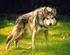 Segunda parte. Fauna. Lobo mexicano (Canis lupus baileyii). Foto: Rurik List