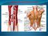 Músculos Abdominales y Lumbares