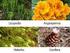 Las plantas. Índice. 1. Características generales de las plantas. Contenidos. 1.1. Los tipos de plantas. algaida