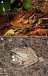 Ensamblajes de anfibios y reptiles en paisajes ganaderos de Copán (Honduras) y Matiguás (Nicaragua)