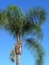 PALMERAS. Las palmeras es un grupo de vegetales de porte arbóreo o arbustivo. pertenecientes a la familia Arecaceae. Esta familia de monocotiledóneas