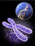 De acuerdo con la teoría cromosómica de la herencia enunciada por Sutton, podemos postular que los genes