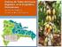 Cadena de Valor del Cacao Orgánico en la República Dominicana. Ing. Pilar Emilio Ramirez Consultor en Agricultura Orgánica