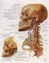 Anatomía de la Cabeza y del Cuello
