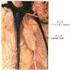 種 類 左 淋 巴 總 管 ( 胸 管 ) 右 淋 巴 總 管 血 管 連 接 連 接 左 鎖 骨 下 靜 脈 連 接 右 鎖 骨 下 靜 脈 淋 巴 收 集 範 圍 左 上 半 身 及 下 半 身 淋 巴 液 右 上 半 身 淋 巴 液 長 度 很 長 很 短 (3) 循 環 路 徑 : (4)