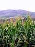Rendimiento del cultivo de maíz Manejo de la Densidad y Distancia entre Surcos en Maíz