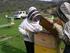 [Caracterización molecular de abejas de la. APICOLA MALKA S.R.L. de Argentina] Pilar de la Rúa Tarín Obdulia Sánchez Domingo