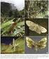 Revista de Biología Tropical ISSN: Universidad de Costa Rica Costa Rica