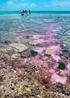 Coral, Dióxido de Carbono y Calcificación