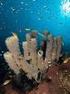Distribución de las macroalgas en la laguna arrecifal de Banco Chinchorro: arrecife coralino del Caribe mexicano