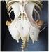 El esqueleto axial. caudales. cintura pélvica. dorsales. cervicales. cintura escapular