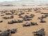 Ecología de las tortugas marinas en sus playas de anidación. Eduardo Cuevas Flores